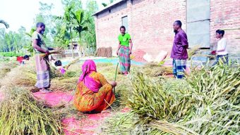 Mustard farmers pleased with yields, prices