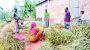 Mustard farmers pleased with yields, prices