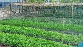 Cumilla farmers earning foreign currency by exporting vegetable seedlings