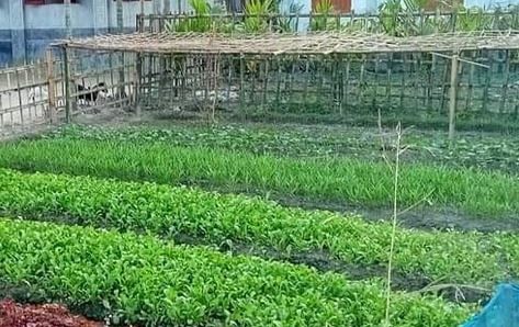 Cumilla farmers earning foreign currency by exporting vegetable seedlings