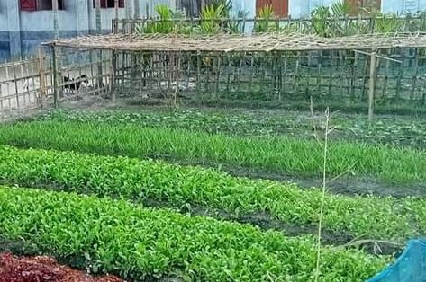 Cumilla farmers earning foreign currency by exporting vegetable seedlings