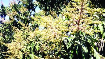 Mango trees in full bloom in Chapainawabganj