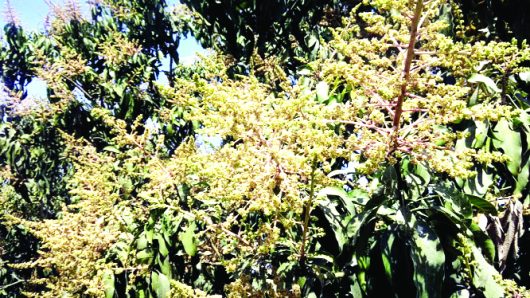 Mango trees in full bloom in Chapainawabganj