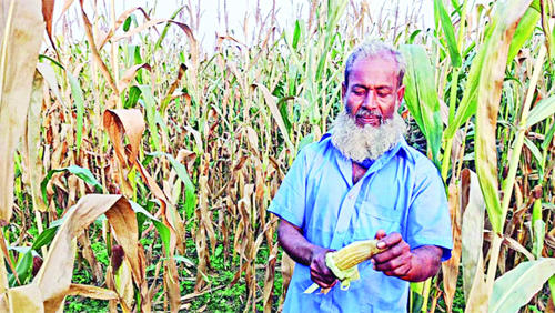 Crop disease decimating maize in Chuadanga