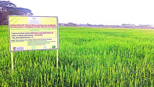 Wheat cultivation prospect in south brightens