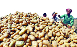 Commercial potato farming delights many people in Rajshahi