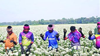 Onion seed growers expect bumper production