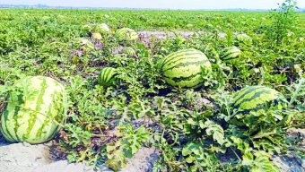 Padma Bridge: A boon for watermelon cultivators in Patuakhali