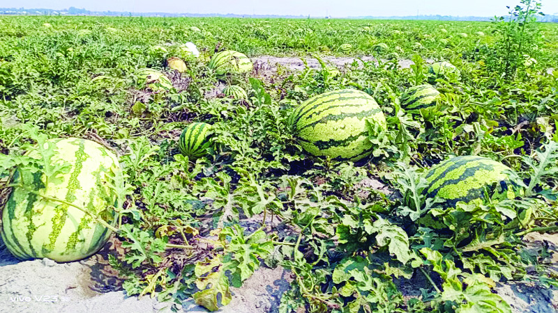 Padma Bridge: A boon for watermelon cultivators in Patuakhali