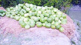 Watermelon enters export basket