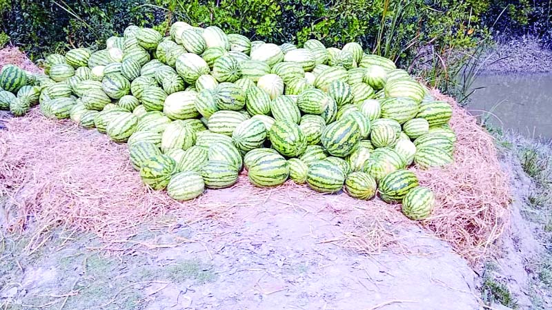 Watermelon enters export basket