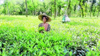 14 eminent citizens demand to stop tree felling in Jhimai Punji