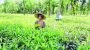 14 eminent citizens demand to stop tree felling in Jhimai Punji
