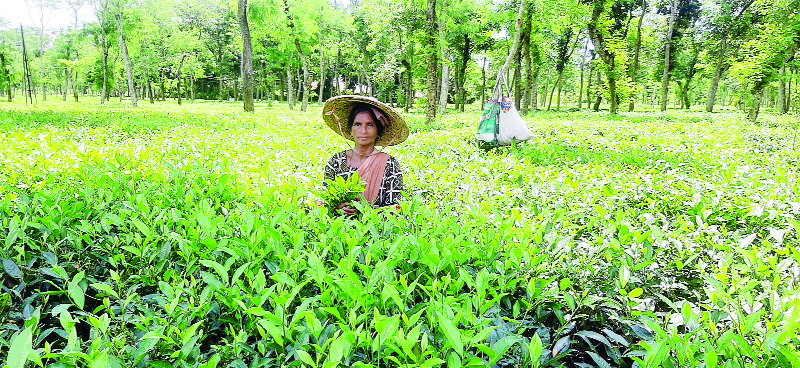 14 eminent citizens demand to stop tree felling in Jhimai Punji