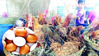 Farmers seek govt intervention to fix chicken, eggs prices