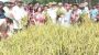 State minister, MP help farmers harvest paddy