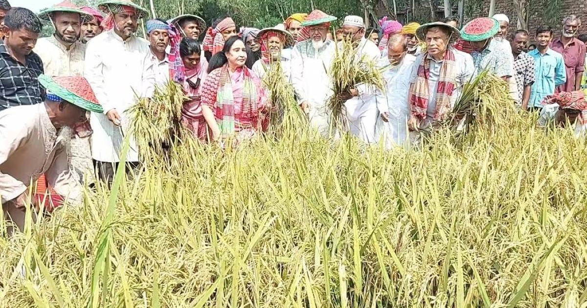 State minister, MP help farmers harvest paddy