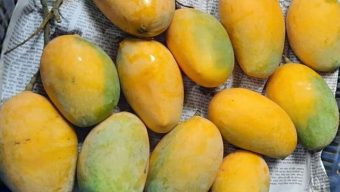 Rajshahi’s mango to export to Italy