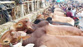 Cattle markets to be set up in city’s 19 places