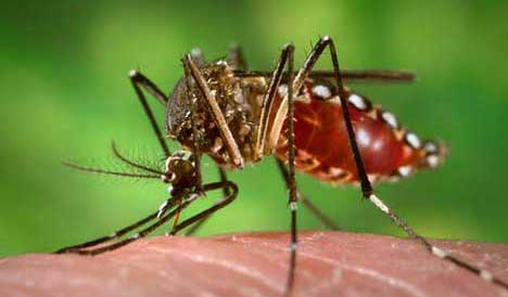 One dengue patient dies, 896 hospitalised in 24 hrs