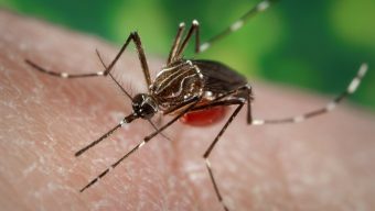 9 dengue patients die, 1,755 hospitalised in 24 hrs