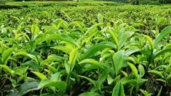 Third tea auction centre in Panchagarh within a month