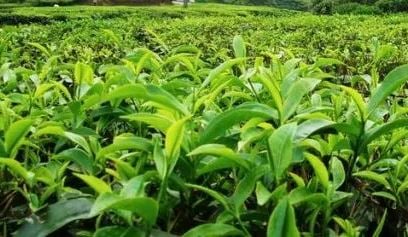 Third tea auction centre in Panchagarh within a month