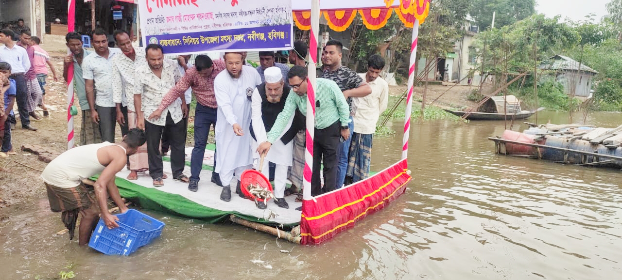 MP Milad Gazi released carp in Bahubal Nabiganj.