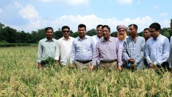 Fast-growing T. Aus rice variety BRRI 98 has huge potential: Razzaque