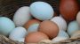 Govt gives permission to 4 companies for importing 4cr eggs