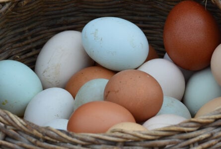 Govt gives permission to 4 companies for importing 4cr eggs