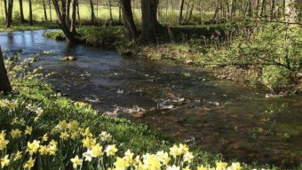 Spring’s Symphony-Samiha Mubasshira