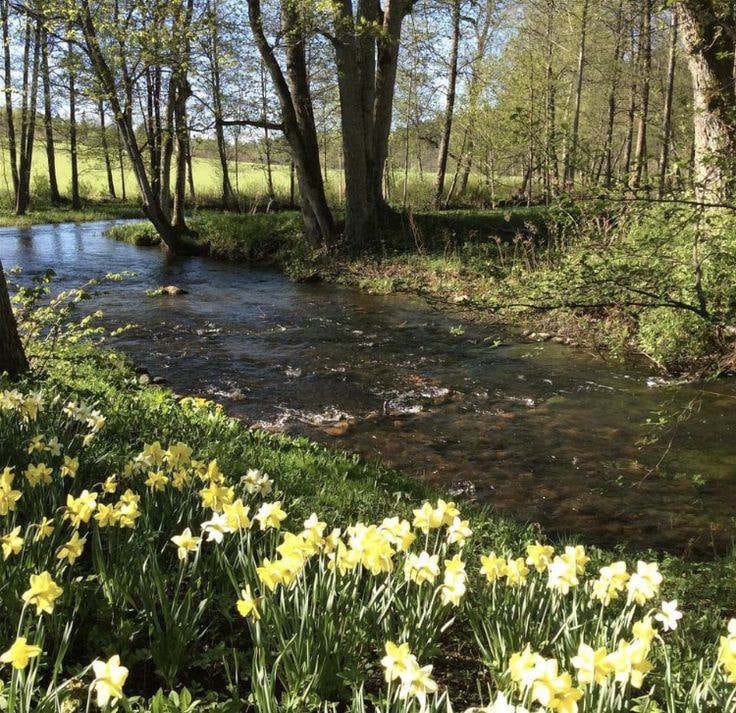 Spring’s Symphony-Samiha Mubasshira