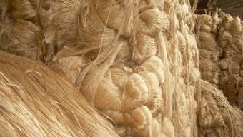 Govt to provide Tk 7.49cr intensive to boost jute production