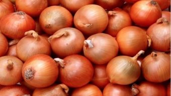 India to export 50,000 tonnes of onion to Bangladesh: report