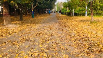 Golden leaves rain on RU surface in spring