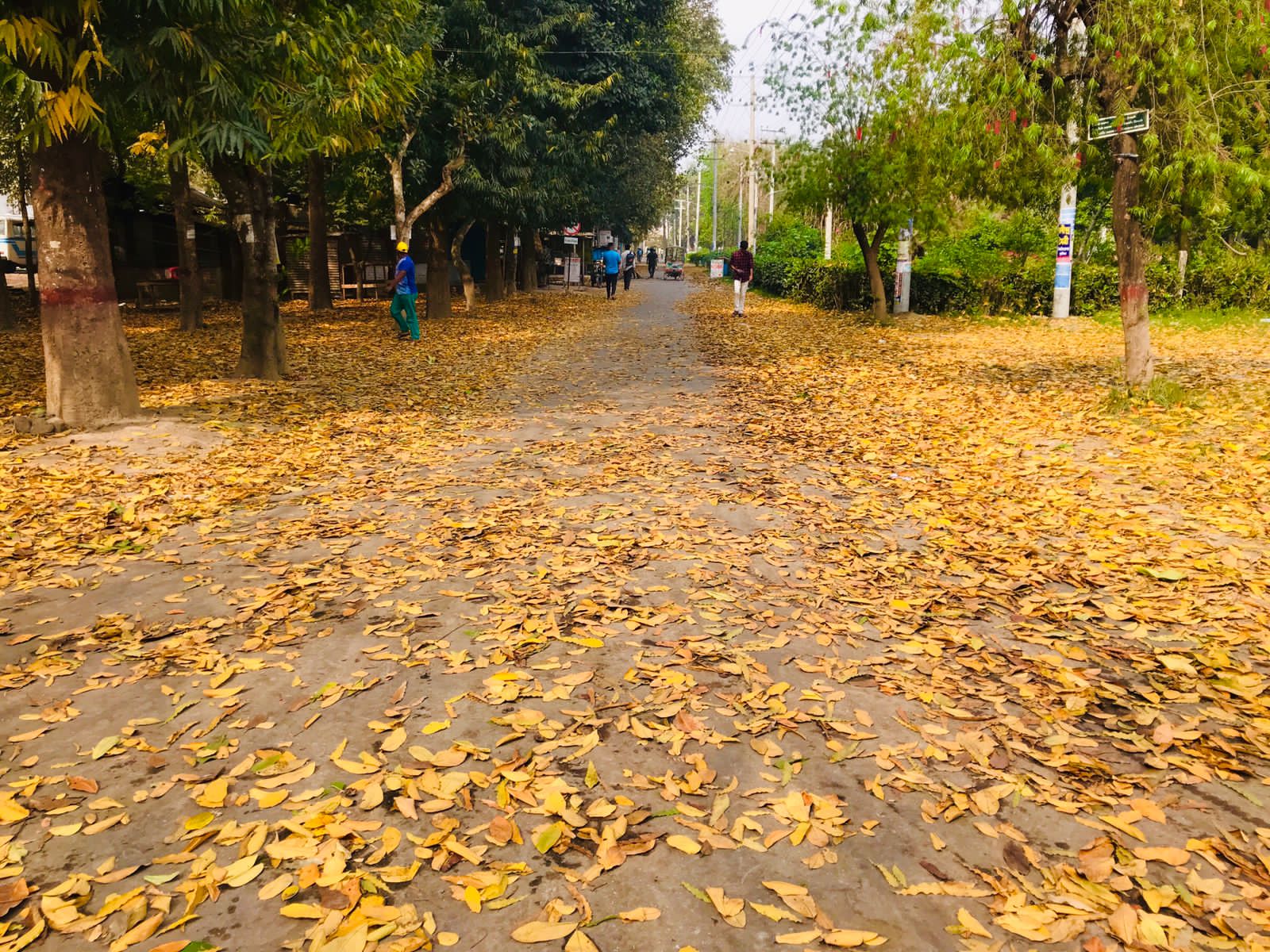 Golden leaves rain on RU surface in spring