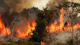 Fire in the Sundarbans yet to be doused