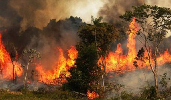 Fire in the Sundarbans yet to be doused