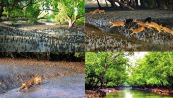 3-month ban on fishing, tourism in Sundarbans begins today