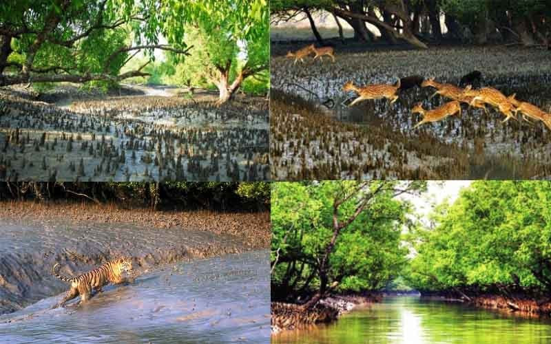 3-month ban on fishing, tourism in Sundarbans begins today