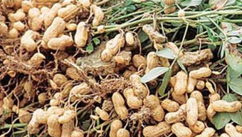 Groundnut harvesting goes on in full swing in Manikganj