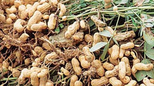 Groundnut harvesting goes on in full swing in Manikganj