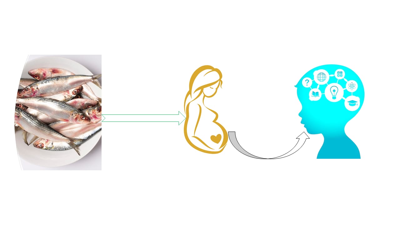 Sardine Saga: Impacts on Human Cognitive Development